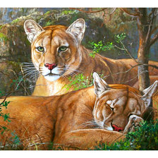 Схема вышивки «Серия "Хищники".»