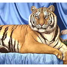 Схема вышивки «Серия "Хищники".»