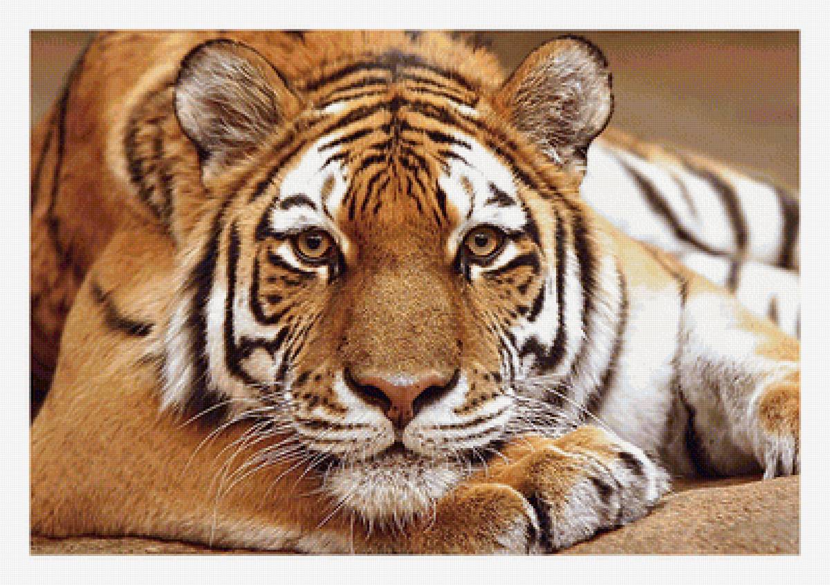 Серия "Хищники". - хищники, животные - предпросмотр