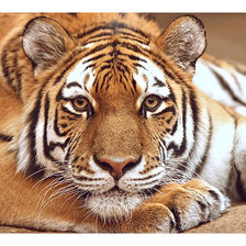 Схема вышивки «Серия "Хищники".»