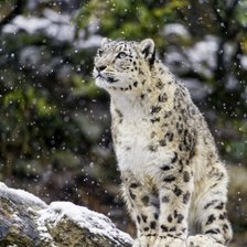 Схема вышивки «Ирбис»