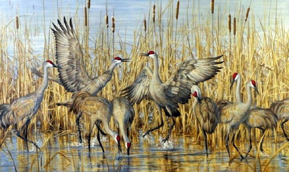 Цапли - птицы - оригинал