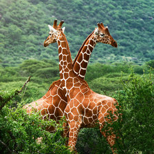 Схема вышивки «№2043181»