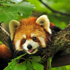 Схема вышивки «№2043183»