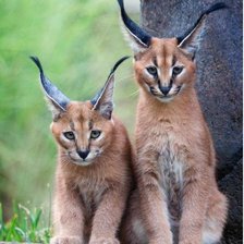 Схема вышивки «№2043185»