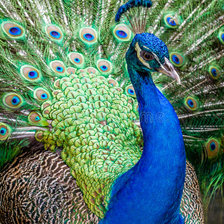 Схема вышивки «№2043190»