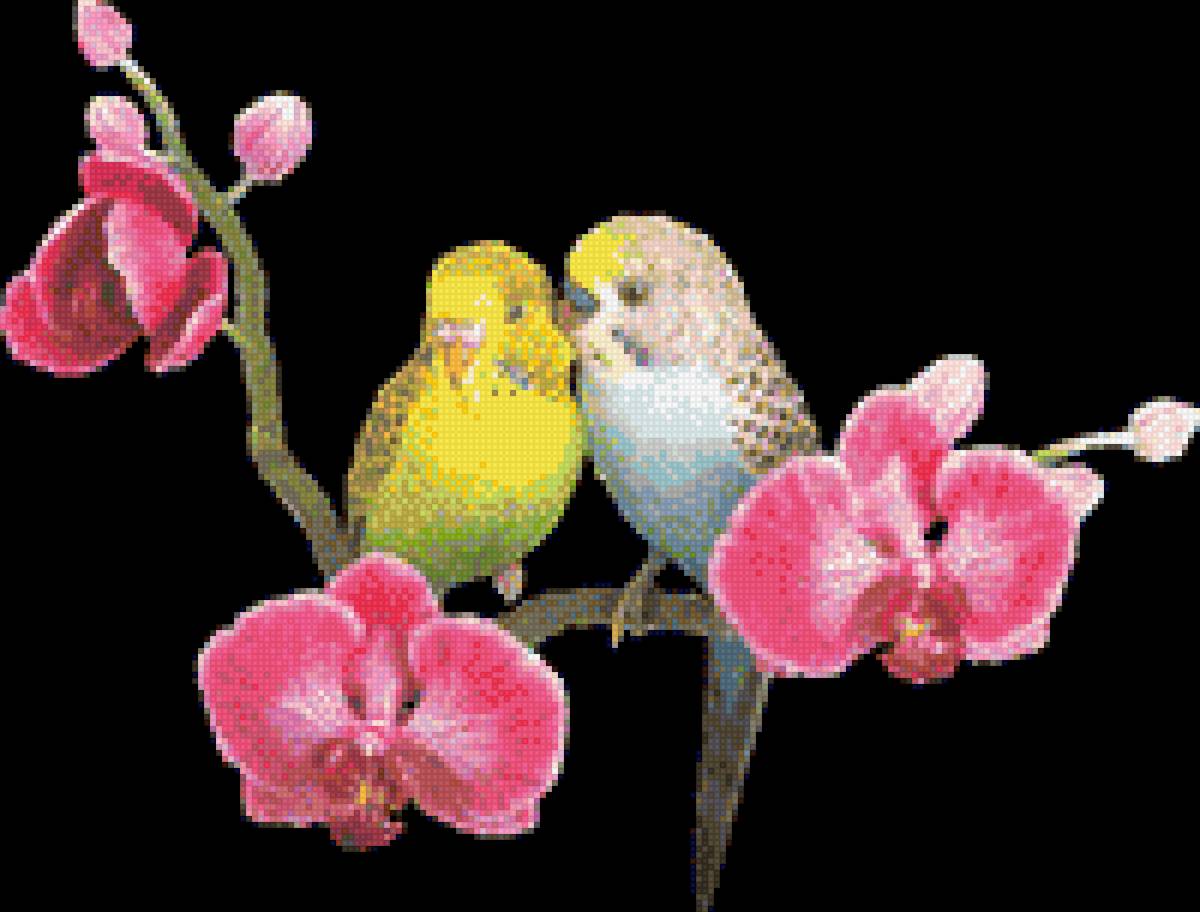 Попугайчики волнистые - цветок. птицы, попугайчики. волнистые. ветка - предпросмотр