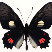 Схема вышивки «Бабочка»