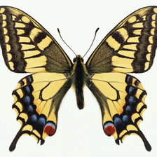 Схема вышивки «Бабочка»