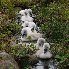 Схема вышивки «Утята плывут»