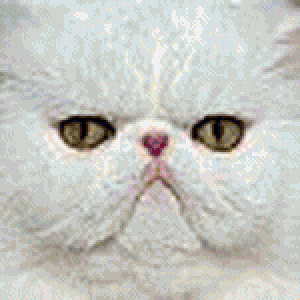 Перс белый - домашние любимцы, персидский, белый, фото, кот - предпросмотр