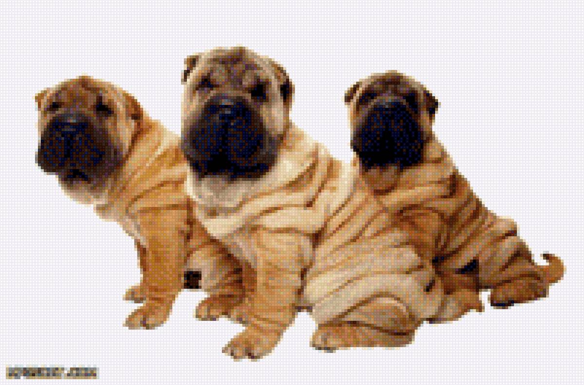 Шапреи трио - домашние любимцы, шарпеи, трио, щенки, фото, собаки, трое - предпросмотр