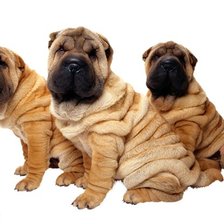 Схема вышивки «Шапреи трио»