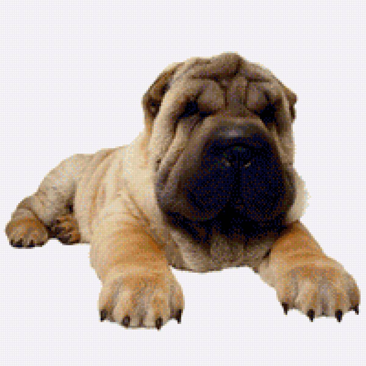 Шапрей - собаки, фото, домашние любимцы, шарпеи, щенок - предпросмотр