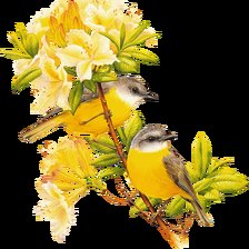 Схема вышивки «Птицы на ветке»