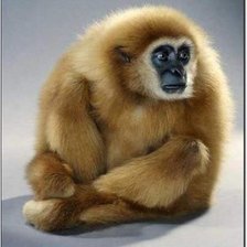 Схема вышивки «Орангутанг»