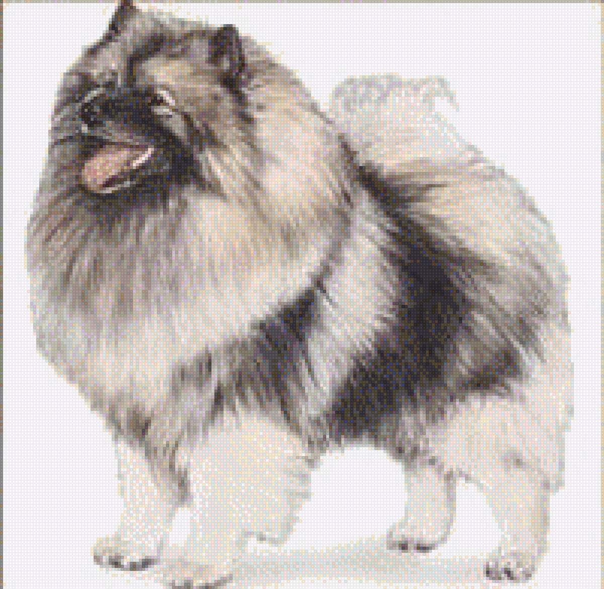 Влочий шпиц - порода, домашние любимцы, собака, волчий шпиц - предпросмотр