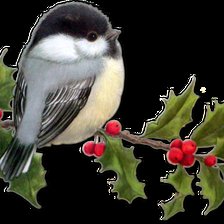 Птичка на ветке