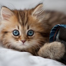 Схема вышивки «Котенок»