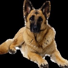 Схема вышивки «Овчарка Немецкая»