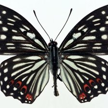 Схема вышивки «Бабочка»