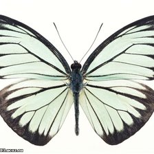 Схема вышивки «Бабочка»