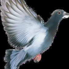 Голубь