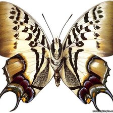 Схема вышивки «Бабочка»