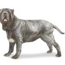 Схема вышивки «Мастино наполетано»