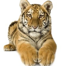 Схема вышивки «Тигренок»