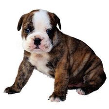 Схема вышивки «Щенок Немецкого Боксера»