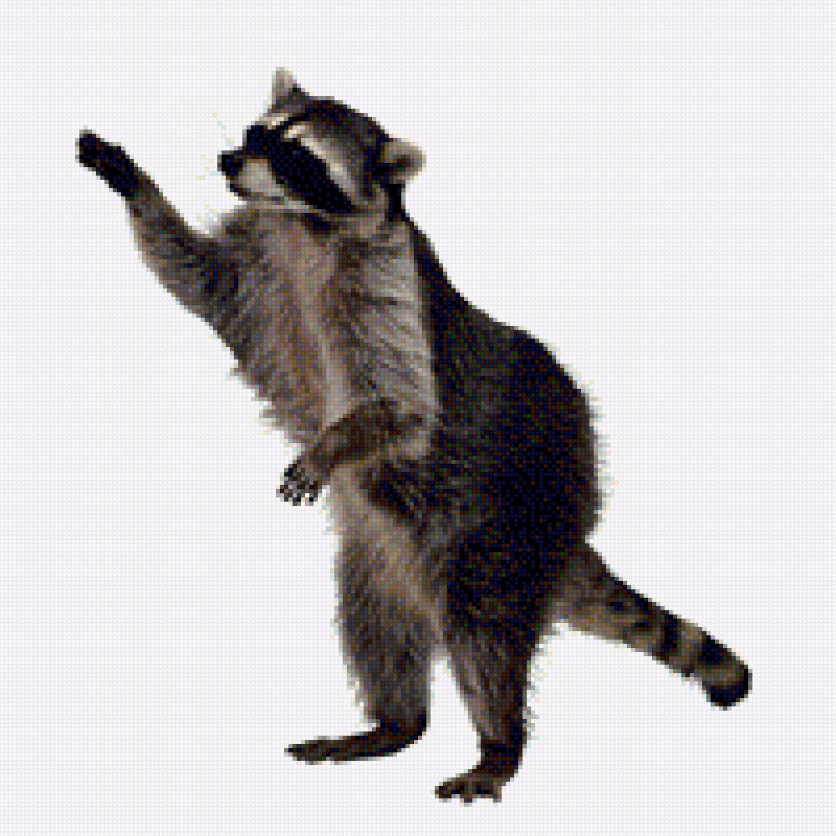 Енот - енот, дикие звери, лесные звери, звери, фото - предпросмотр