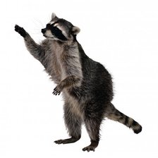 Схема вышивки «Енот»