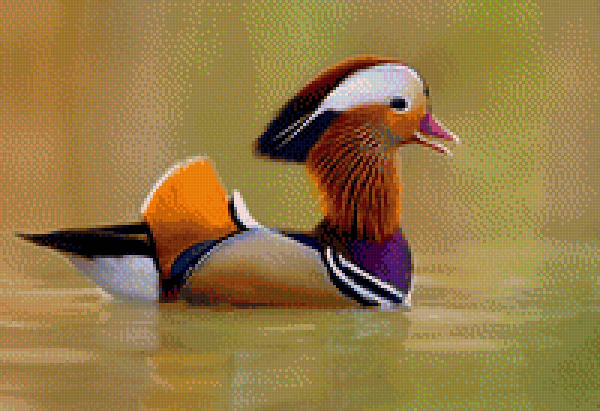 Утка Мандаринка - утятка, птицы, природа, речка, плывет, фото - предпросмотр