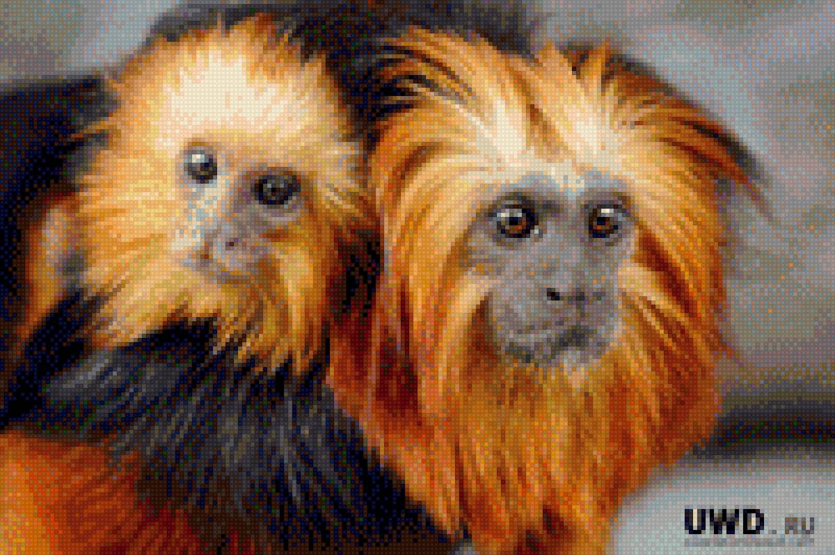 Обезьянки игрунки - обезьянка, животное, фото, картинка - предпросмотр