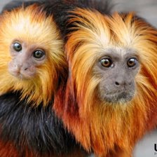 Схема вышивки «Обезьянки игрунки»