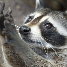 Схема вышивки «Енот»