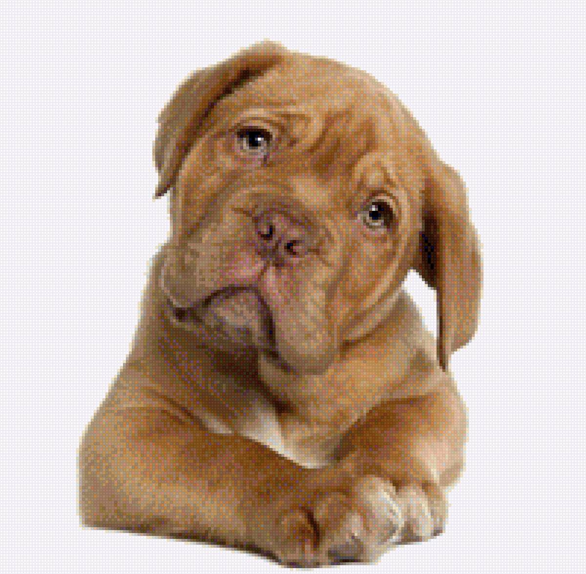 Бордосский дог щенок - домашние любимцы, бордосский дог, щенок, собака, порода - предпросмотр