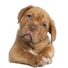 Схема вышивки «Бордосский дог щенок»