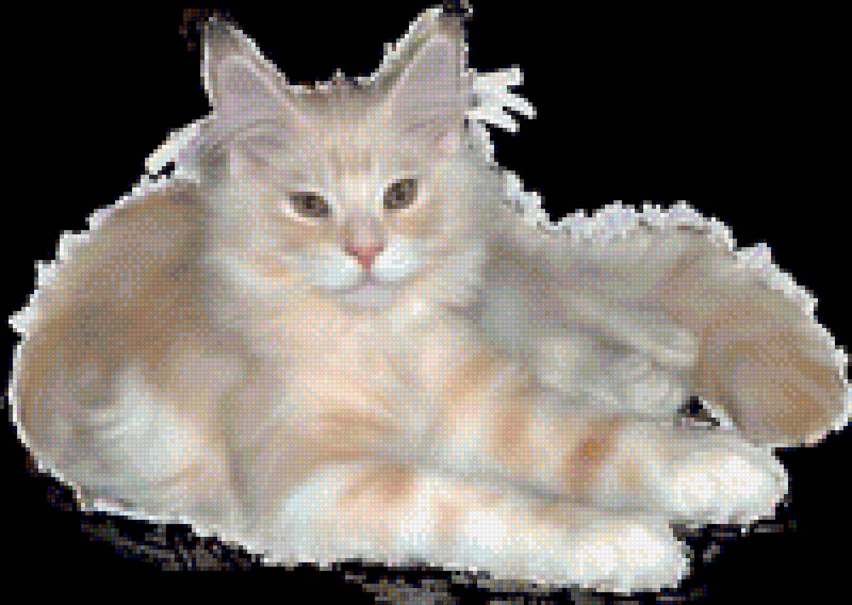 Мейнкун кошка - домашние любимцы, порода, животные, кошка, мейнкун - предпросмотр