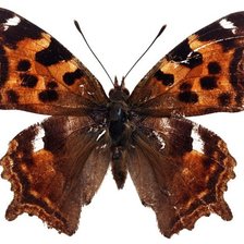 Схема вышивки «Бабочка»