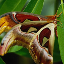 Схема вышивки «Бабочка»