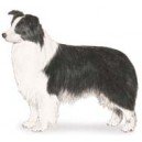 Схема вышивки «Австралийская овчарка»