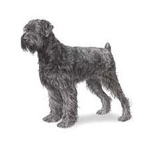 Схема вышивки «Ризен шнауцер»