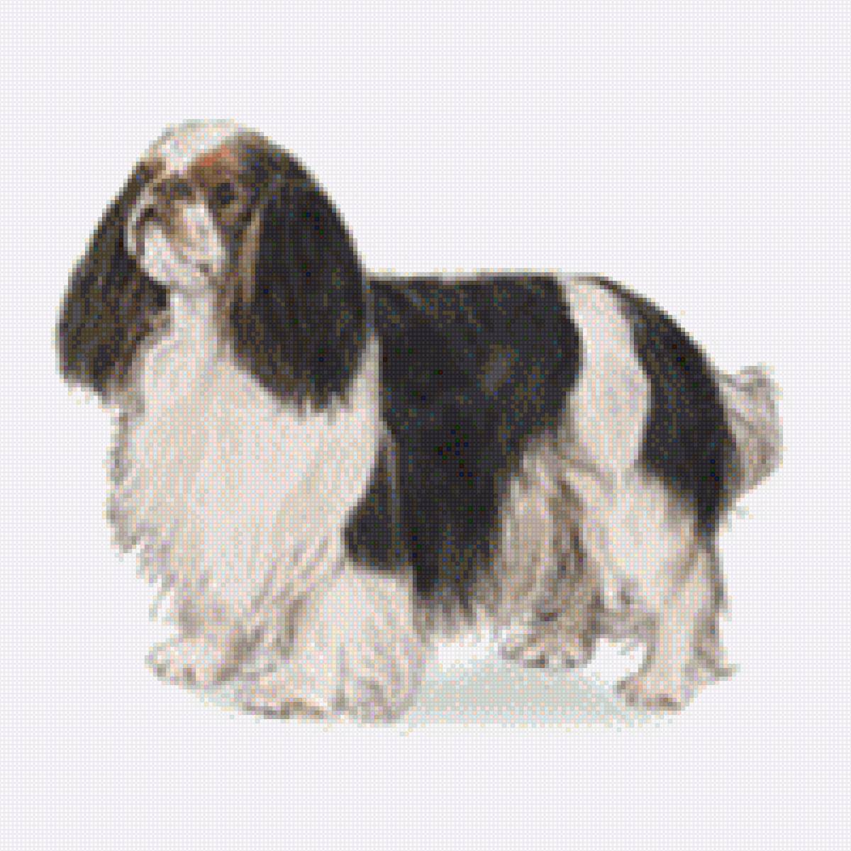 Чарльз кинг спаниель - собака, домашние любимцы, порода, чарльз кинг спаниель - предпросмотр