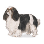 Схема вышивки «Чарльз кинг спаниель»