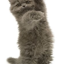 Схема вышивки «Котенок»