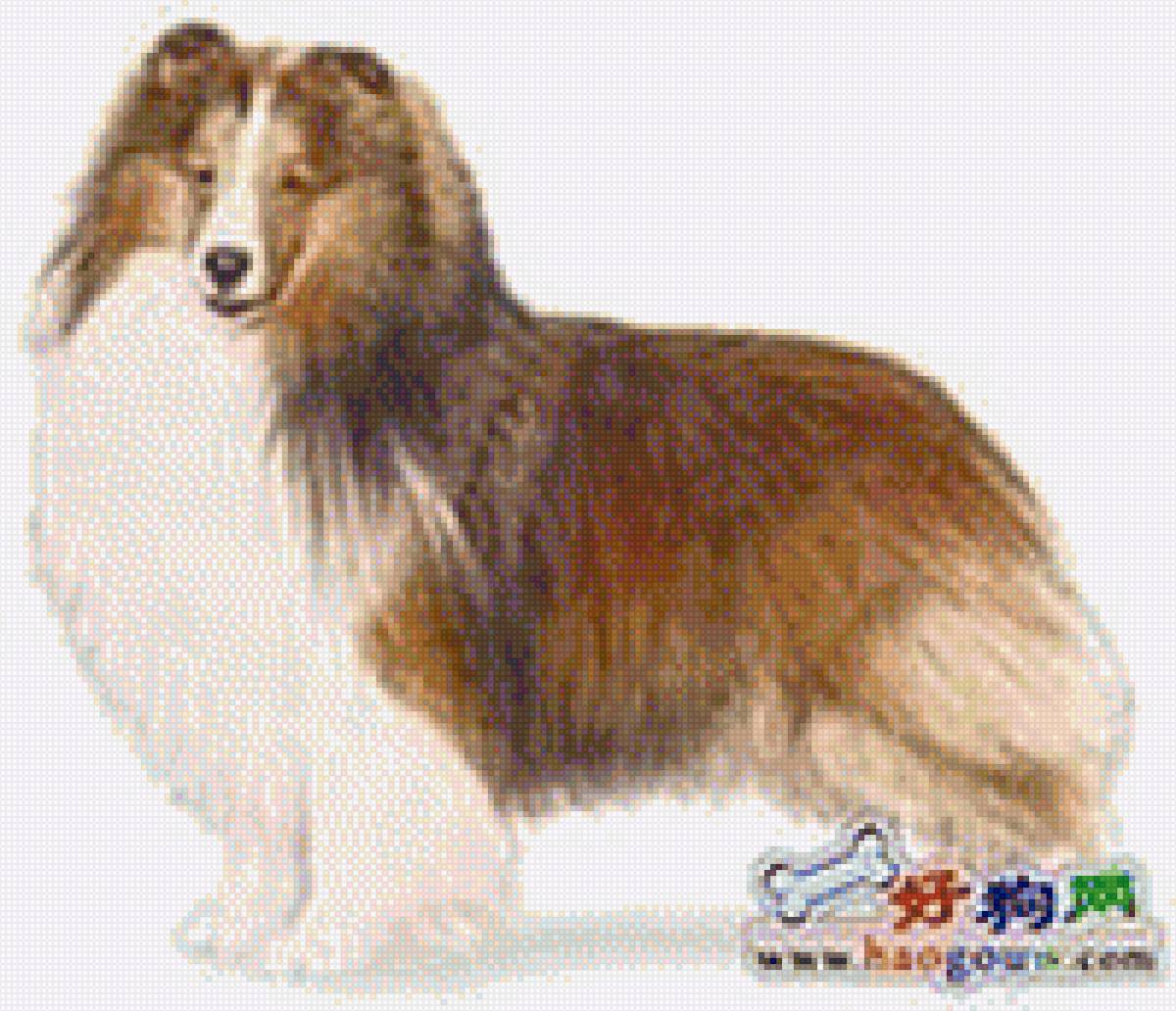 Колли - колли, порода, собака, домашние любимцы - предпросмотр