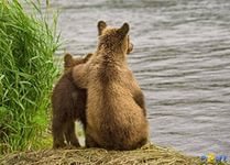 Схема вышивки «Мишки на речке»