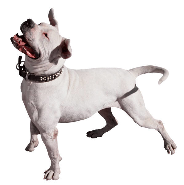 Сатффордширский терьер - порода, стаффордширский терьер, собака, домашние любимцы - оригинал